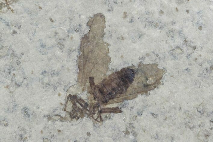 Fossil March Fly (Plecia) - Green River Formation #95843